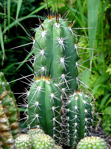 Stetsonia coryne