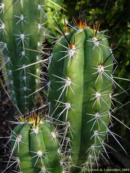 Stetsonia coryne