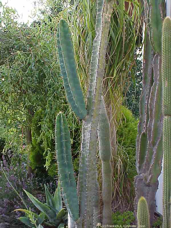 Cereus validus, Cereus forbesii