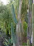 Cereus validus, Cereus forbesii