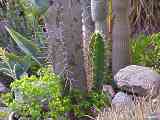 Cereus validus, Cereus forbesii