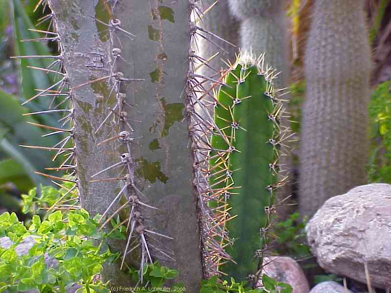 Cereus validus, Cereus forbesii