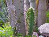 Cereus validus, Cereus forbesii