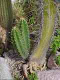 Cereus validus, Cereus forbesii