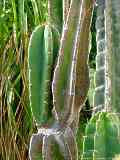 Cereus