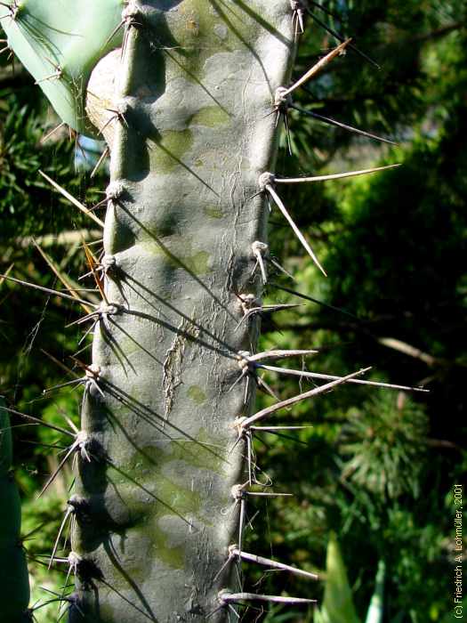 Cereus validus, Cereus forbesii