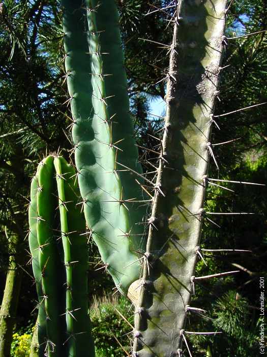 Cereus validus, Cereus forbesii