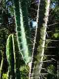 Cereus validus, Cereus forbesii