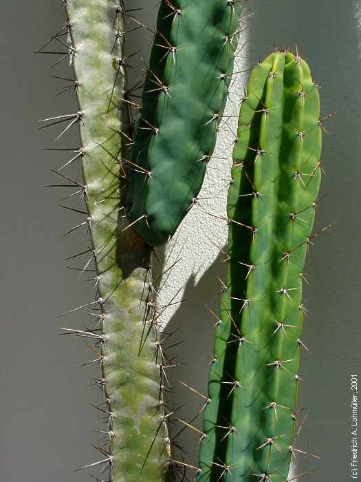 Cereus validus, Cereus forbesii