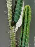 Cereus validus, Cereus forbesii