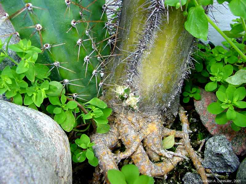 Cereus validus, Cereus forbesii