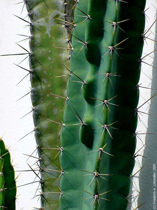 Cereus validus, Cereus forbesii