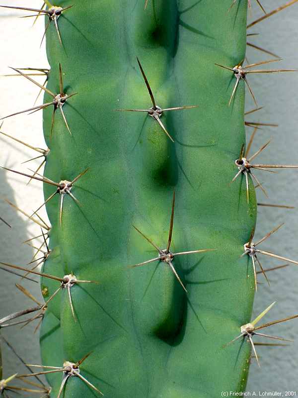 Cereus validus, Cereus forbesii