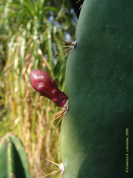 Cereus jamacaru DC.