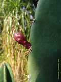 Cereus jamacaru