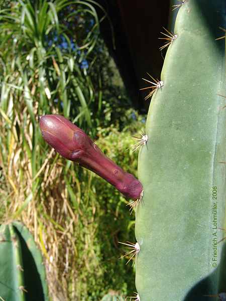 Cereus jamacaru DC.