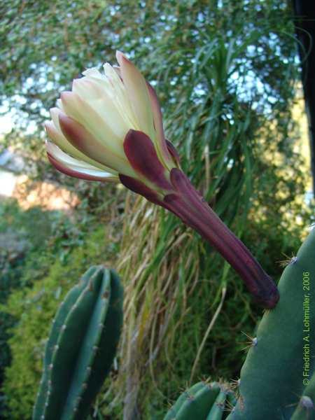 Cereus jamacaru DC.