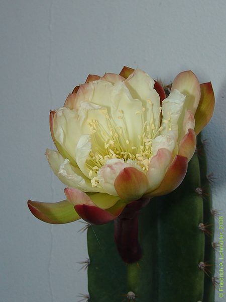 Cereus jamacaru DC.