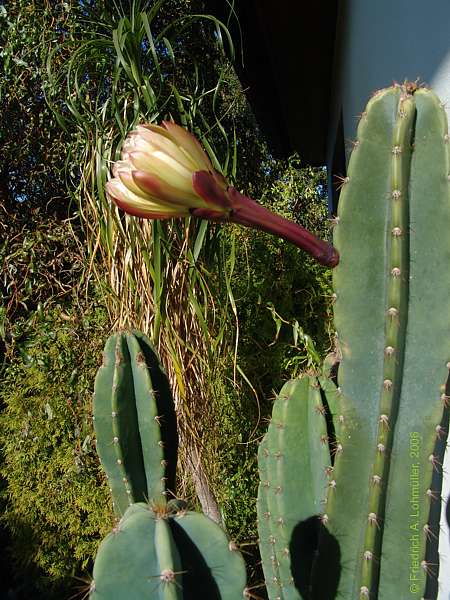 Cereus jamacaru DC.