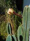 Cereus jamacaru