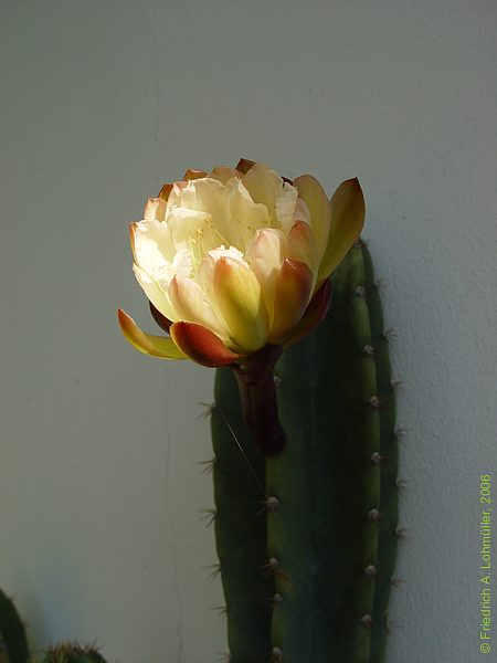 Cereus jamacaru DC.