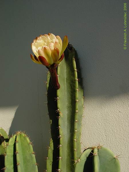 Cereus jamacaru DC.