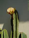 Cereus jamacaru