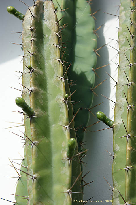 Cereus validus, Cereus forbesii