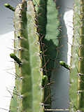 Cereus validus, Cereus forbesii