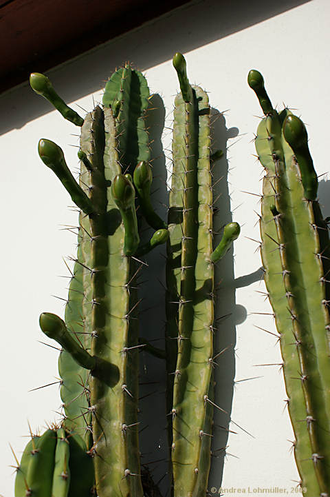 Cereus validus, Cereus forbesii