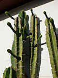 Cereus validus, Cereus forbesii