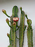 Cereus validus, Cereus forbesii