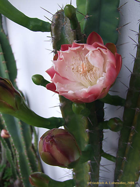 Cereus validus, Cereus forbesii