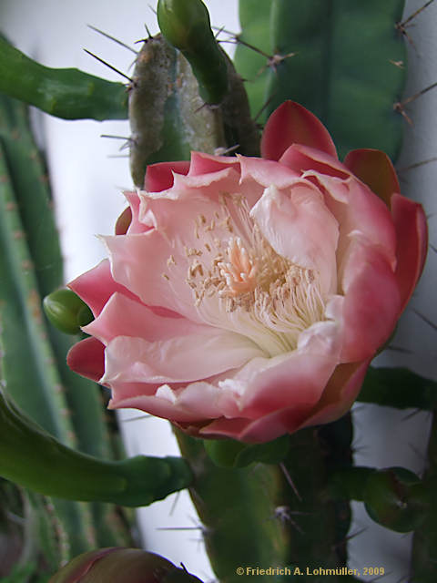 Cereus validus, Cereus forbesii