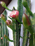 Cereus validus, Cereus forbesii