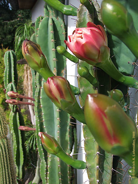 Cereus validus, Cereus forbesii