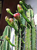 Cereus validus, Cereus forbesii