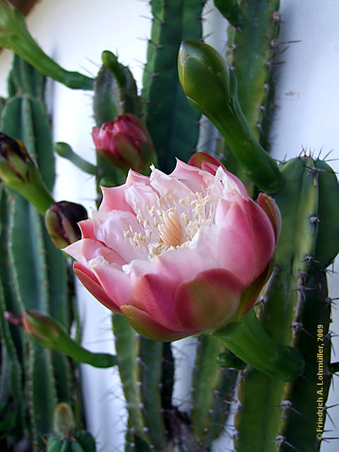 Cereus validus, Cereus forbesii