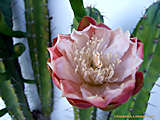 Cereus validus, Cereus forbesii