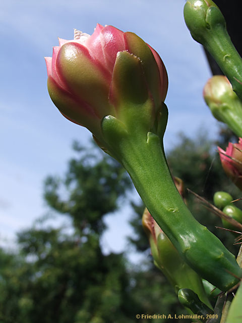 Cereus validus, Cereus forbesii