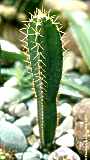 Cereus validus, Cereus forbesii