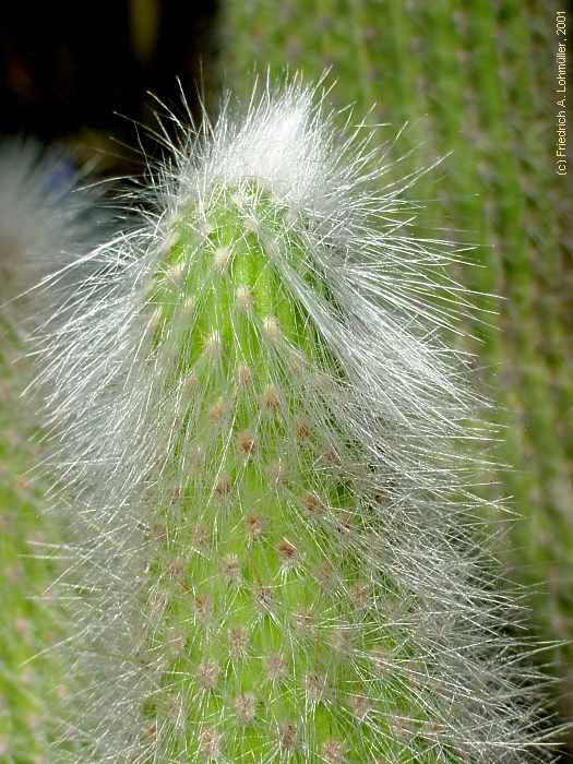 Cleistocactus straussii