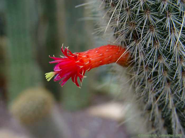 Cleistocactus hyalacanthus, Cleistocactus jujuyensis