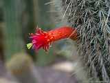 Cleistocactus hyalacanthus