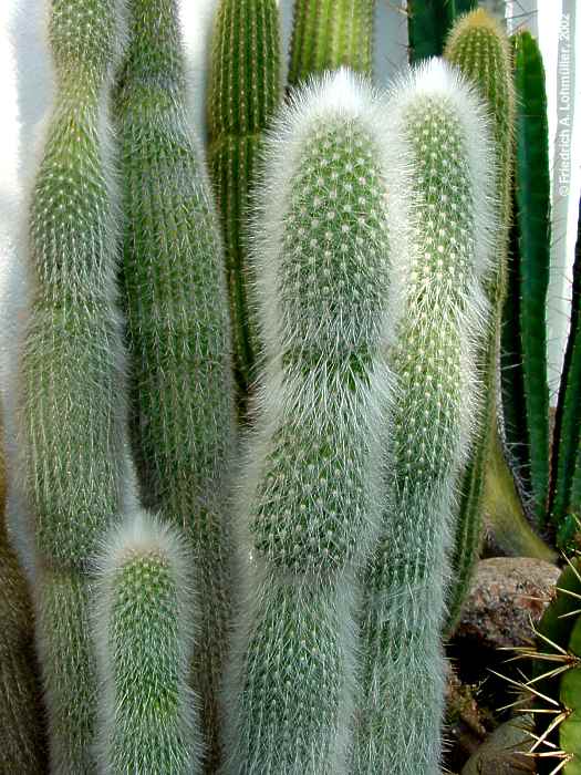 Cleistocactus straussii