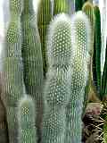 Cleistocactus straussii