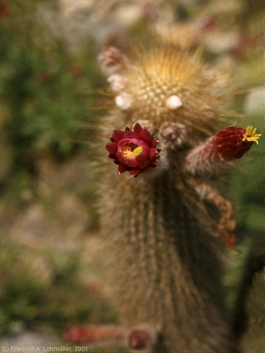 Cleistocactus hyalacanthus