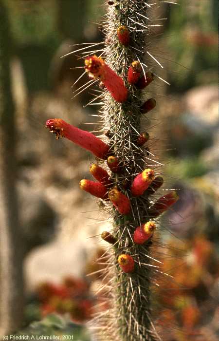 Cleistocactus candelilla