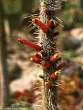 Cleistocactus candelilla