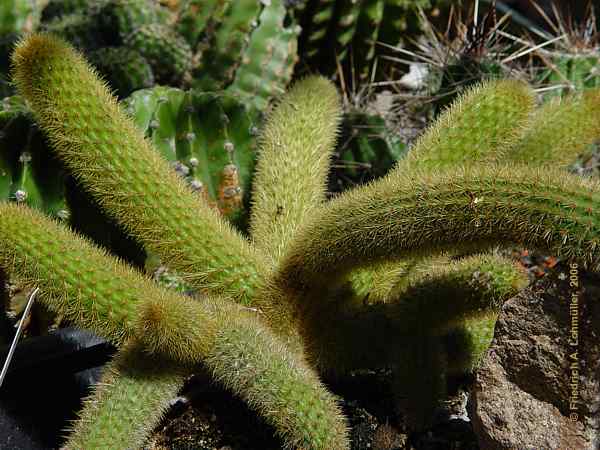 Cleistocactus winteri